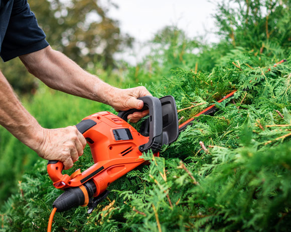 park and recreation landscape worker cutting hedges back